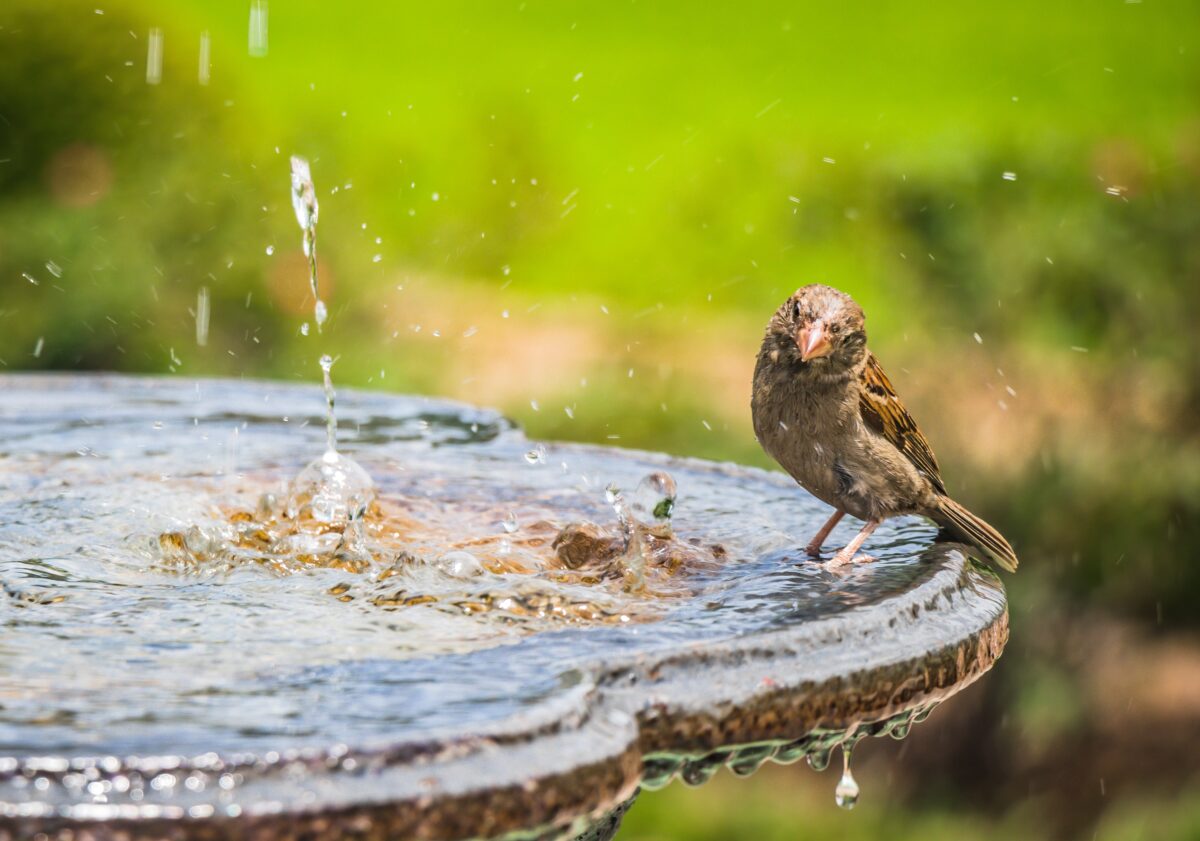 Tien tips voor een vogelvriendelijke tuin