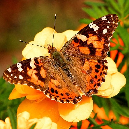 Prijsuitreiking voor initiatieven met betrekking tot biodiversiteit