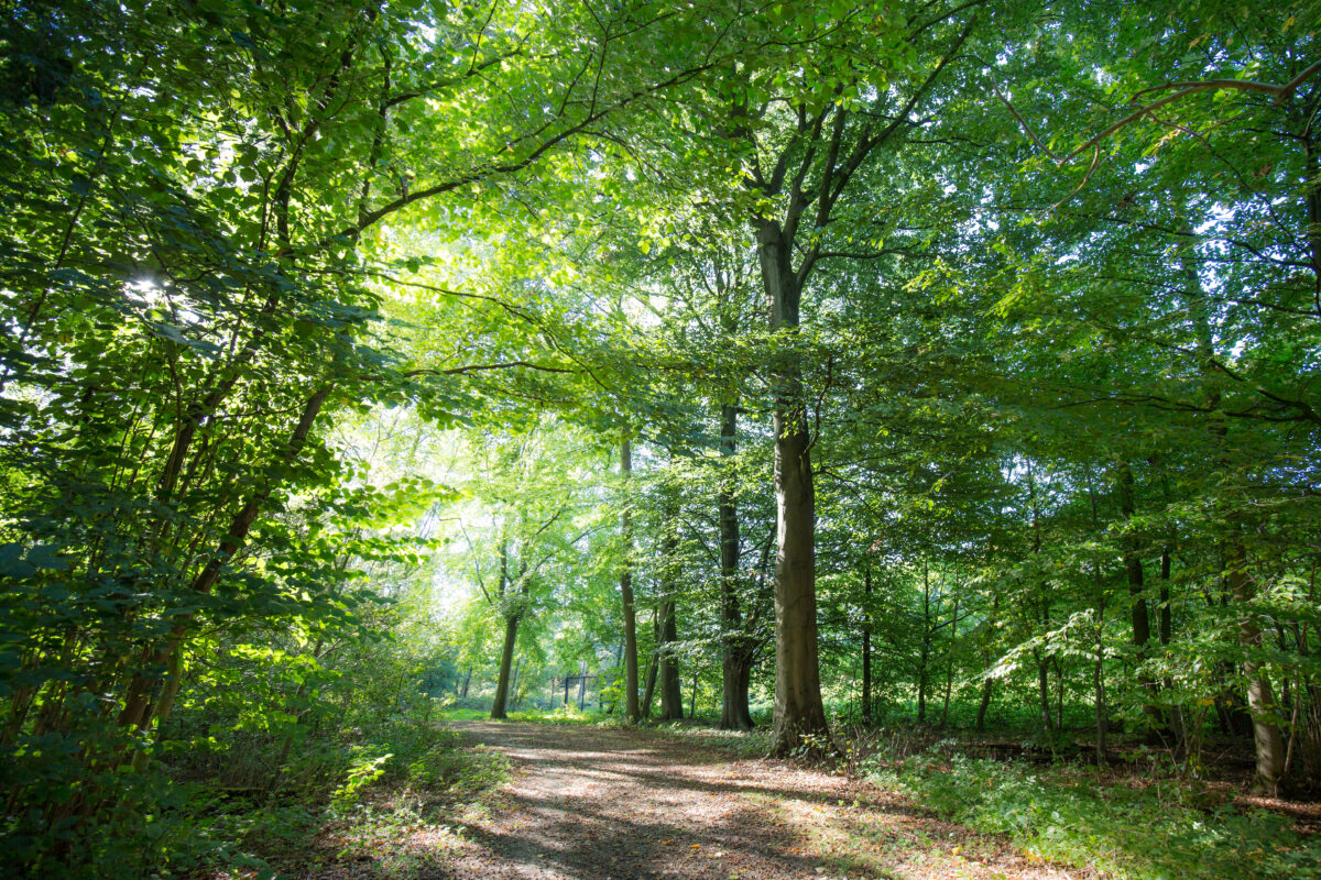 Regeerakkoord: stap naar natuurinclusieve samenleving en behoud Amelisweerd