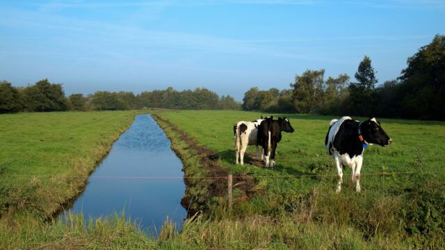 Regionale koolstofbanken voor het veenweidegebied