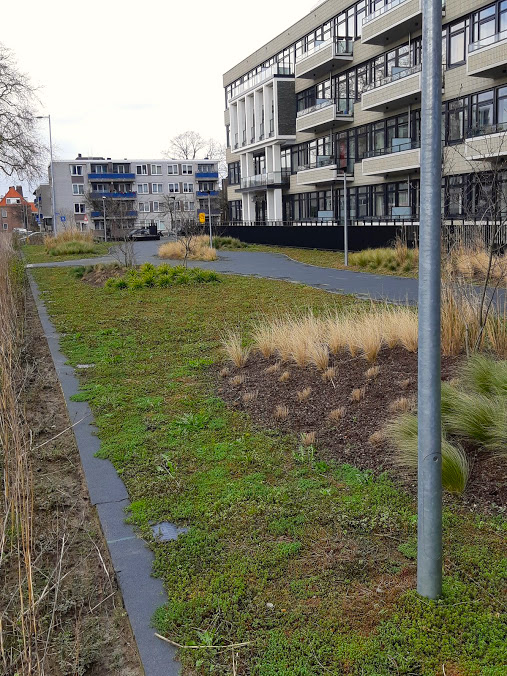 Het groene dak van Nijenoord. Foto: Sempergreen