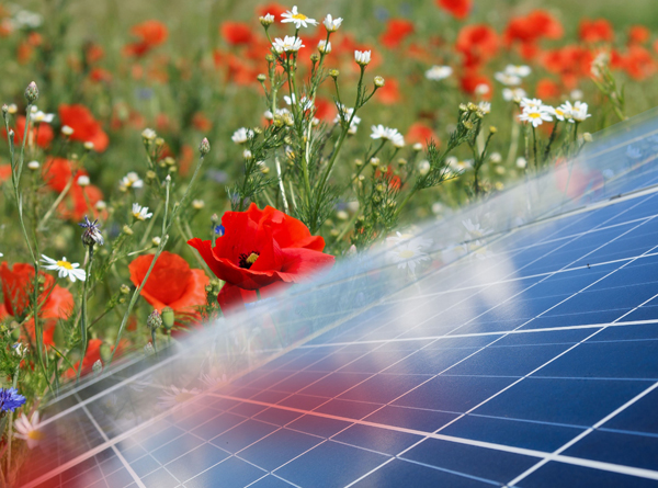 Presentatie natuurinclusieve energietransitie op NOVI-conferentie