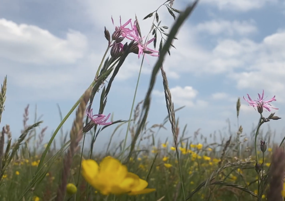 De natuur snakt naar water! Pak verdroging structureel aan in de provincie Utrecht