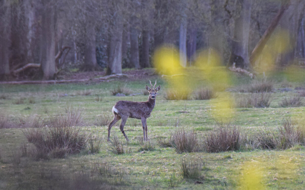 Natuur geen onderwerp bij formatie, organisaties vrezen #negeerakkoord