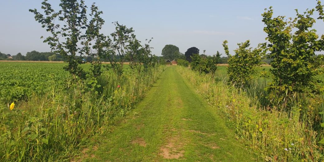 Online oriëntatiebijeenkomst voor agroforestry en notenteelt
