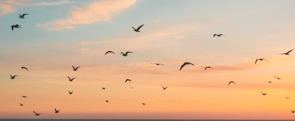 Nederland aantrekkelijker maken voor vogels en vleermuizen én verder met de energietransitie: kan dat?