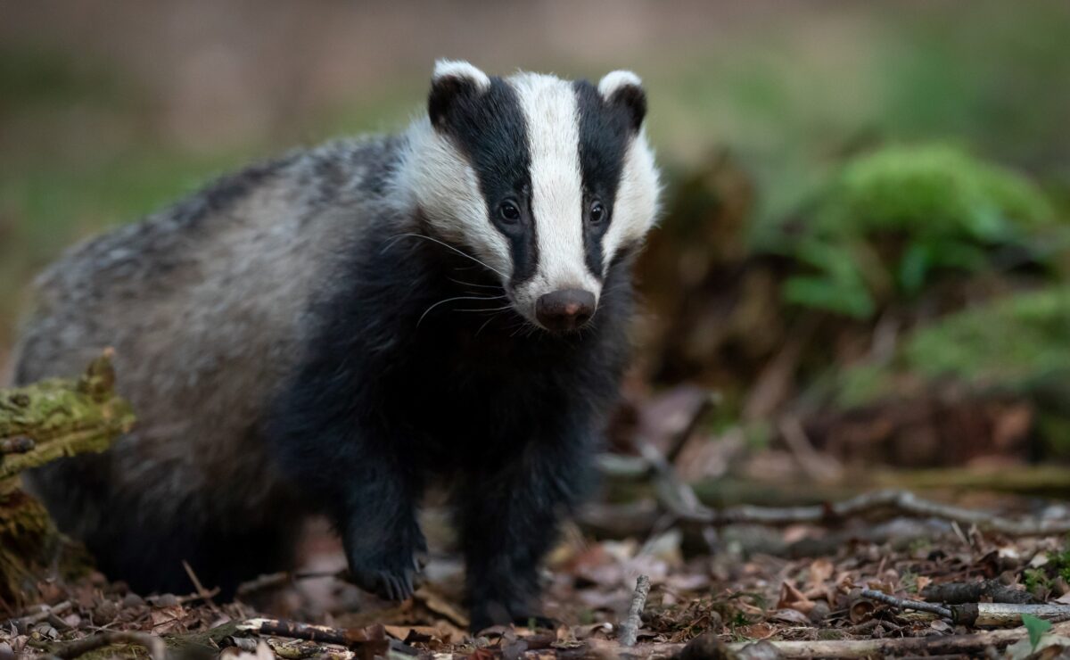 Bezwaar tegen bouwen in de natuur rond Paleis Soestdijk