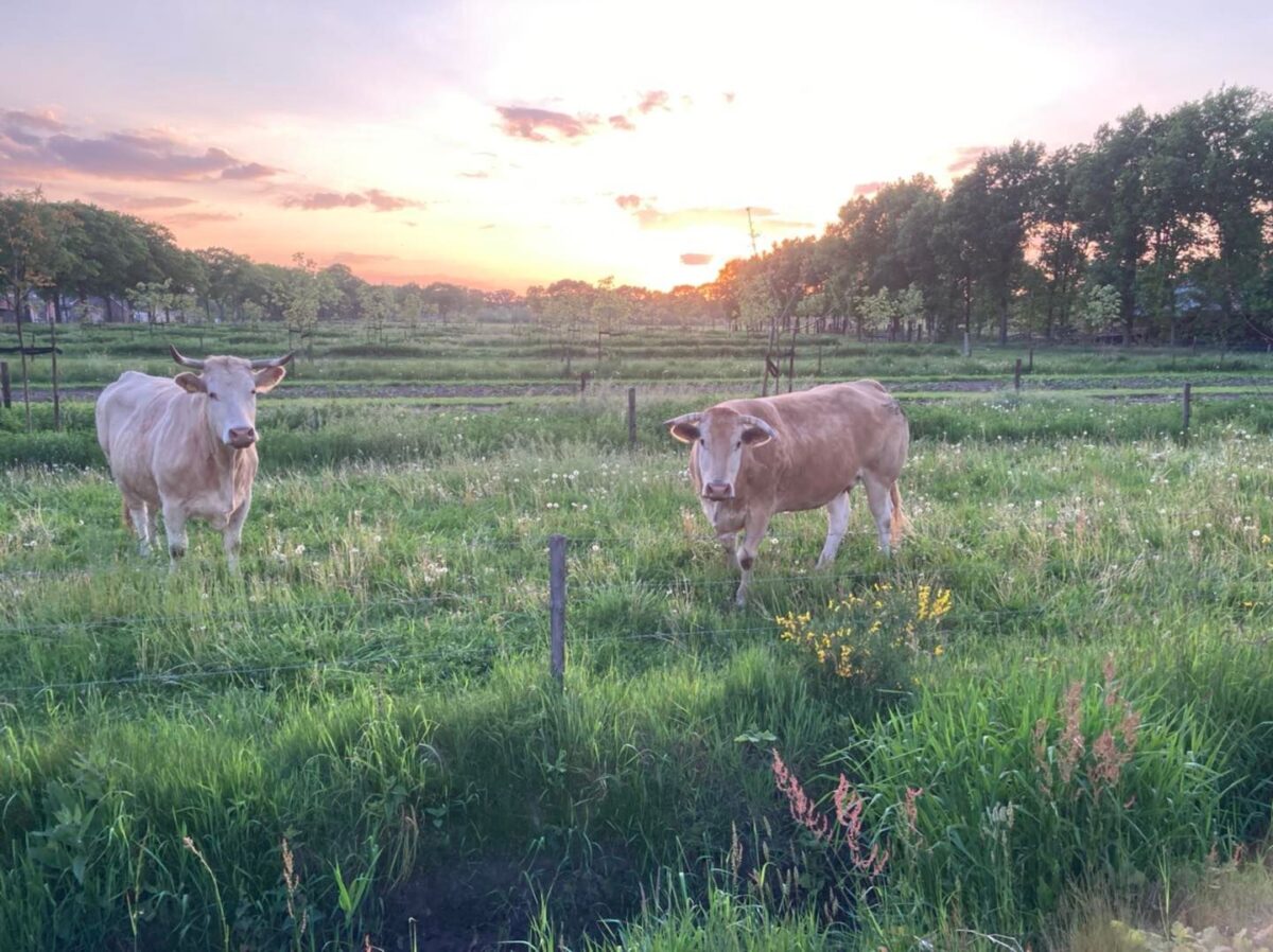 Excursie Verdienmodellen in agroforestry op 16 augustus