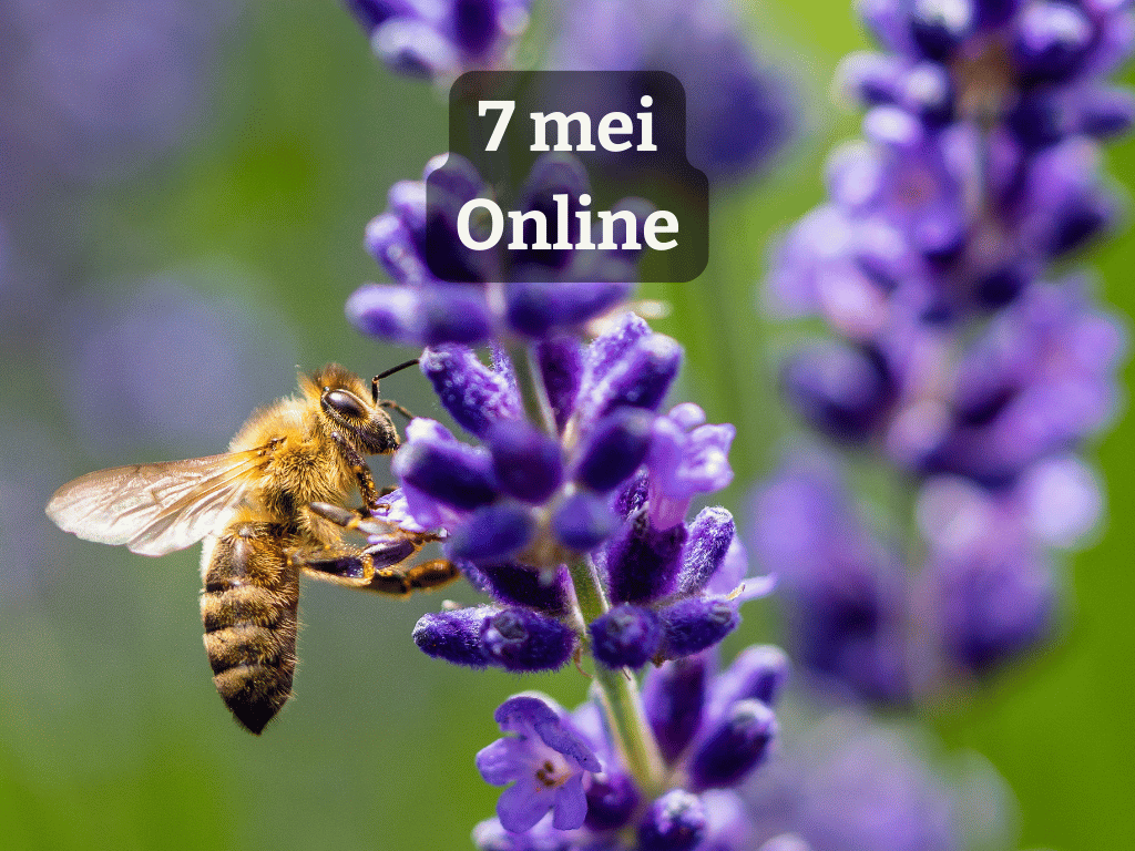 Webinar bijvriendelijke tuinen | voor inwoners van provincie Utrecht