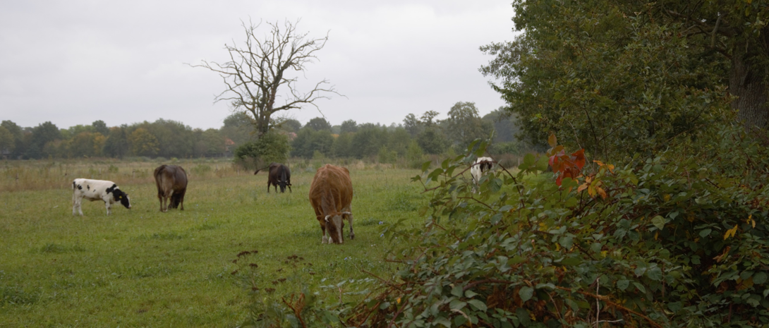 Agroforestry proefpercelen