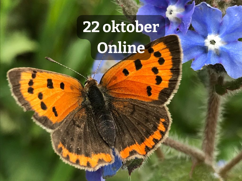 Gratis vlinderwebinar met tips voor jouw tuin