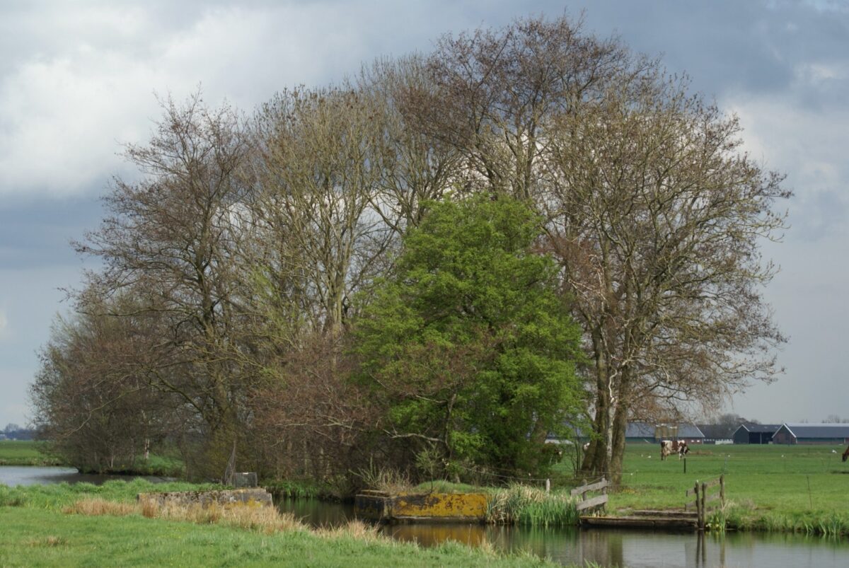 Gratis bomen voor landschapselementen