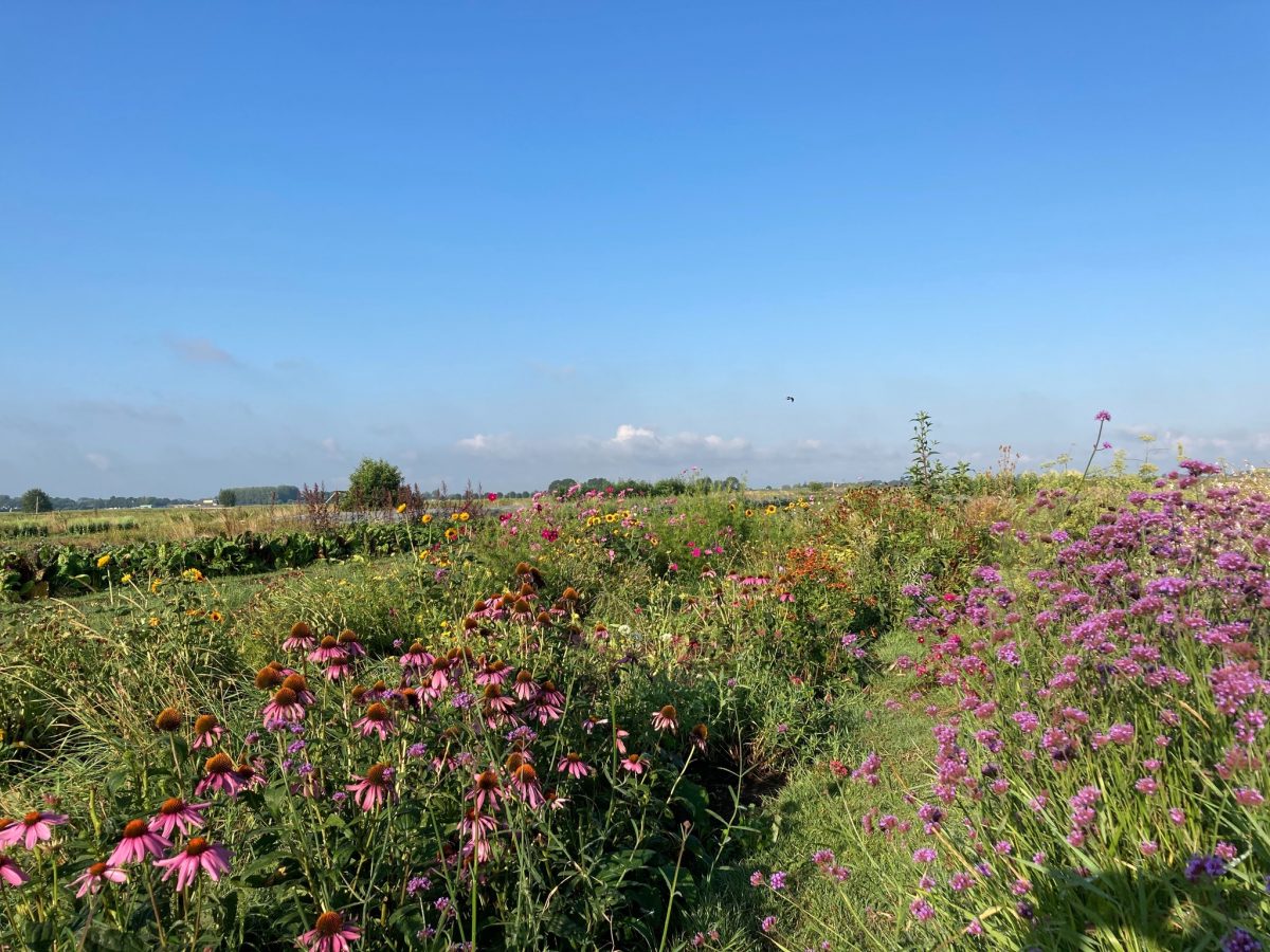 Tuinderij de Groenteboer