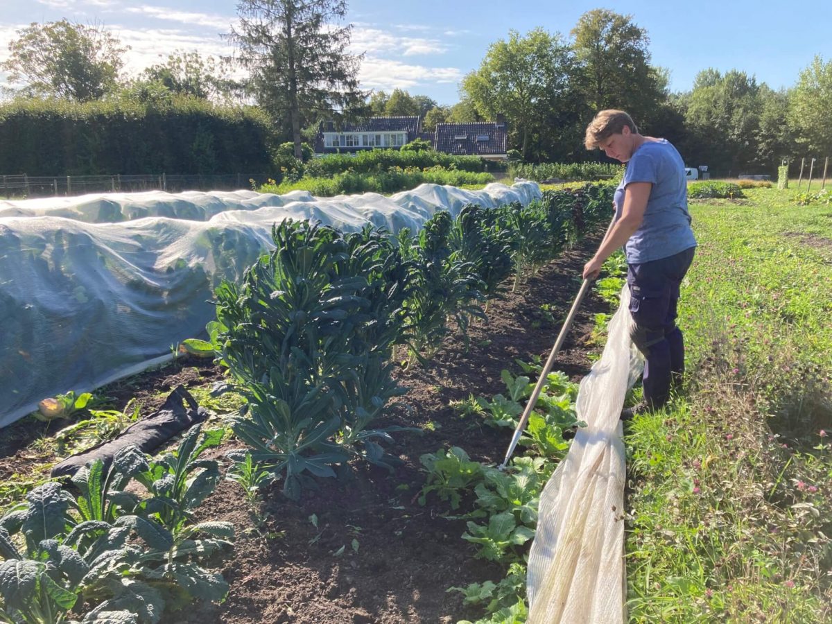 Moestuin de Haar