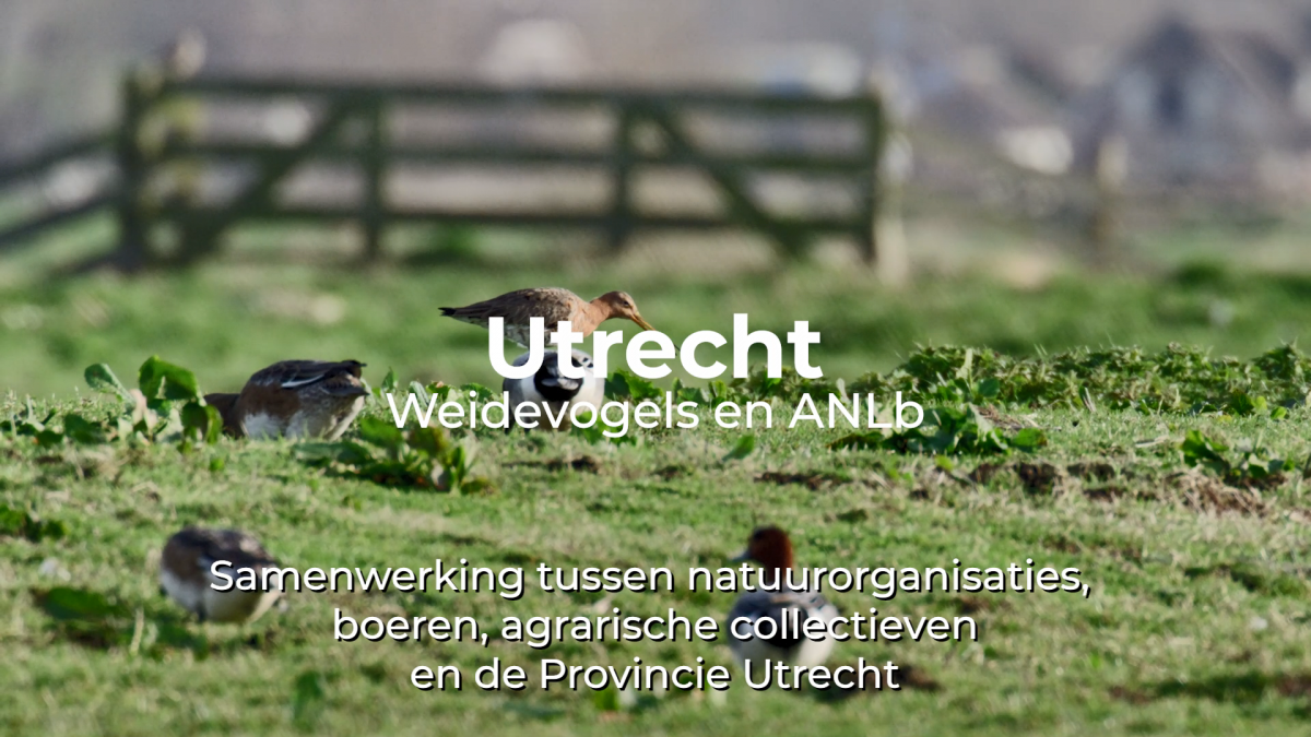 Nieuwe documentaire over weidevogelbeheer in provincie Utrecht