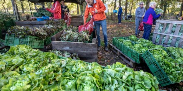 Herenboeren nieuw Bureveld