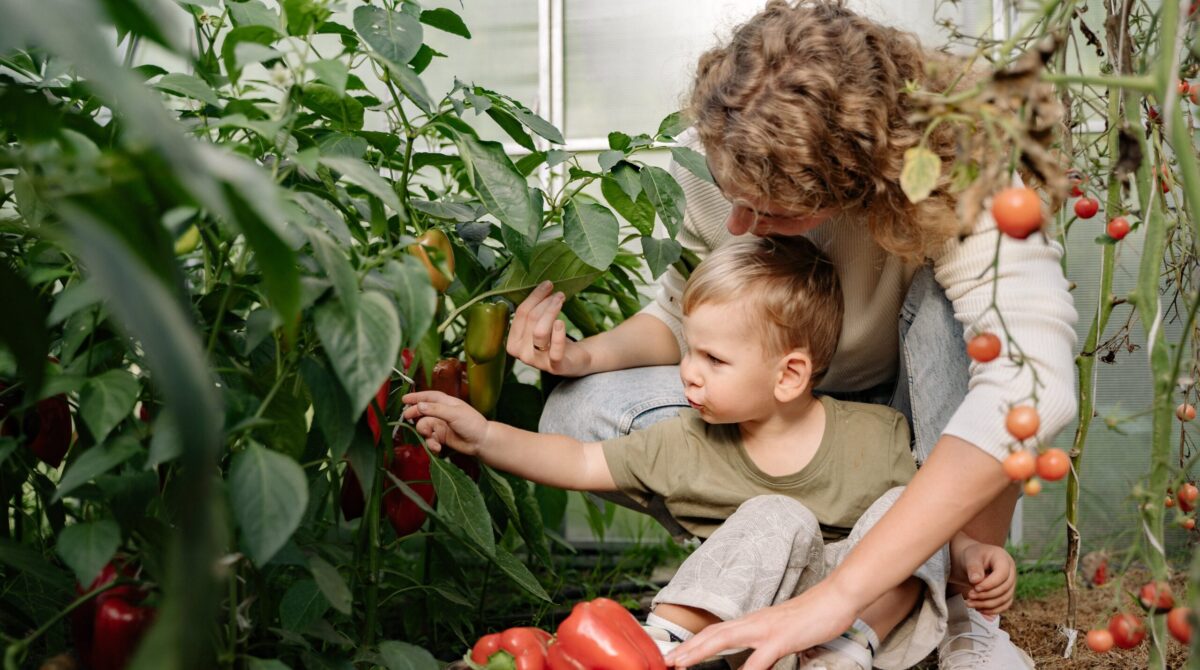 Natuur en Milieufederatie Utrecht lanceert Servicepunt Lokaal Voedsel over lokaal voedsel uit de provincie Utrecht