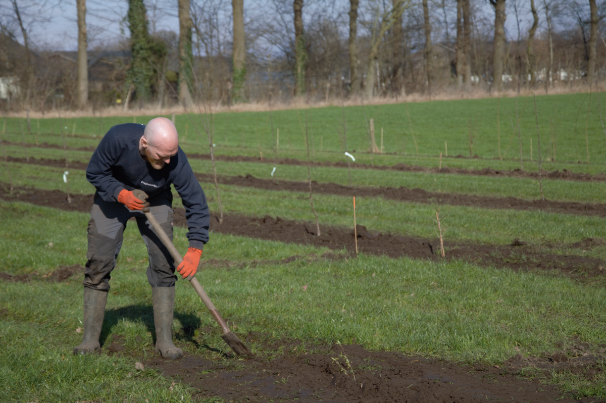 Gedeputeerde Mirjam Sterk plant 600.000e boom in de provincie en kondigt nog eens 700.000 extra bomen aan