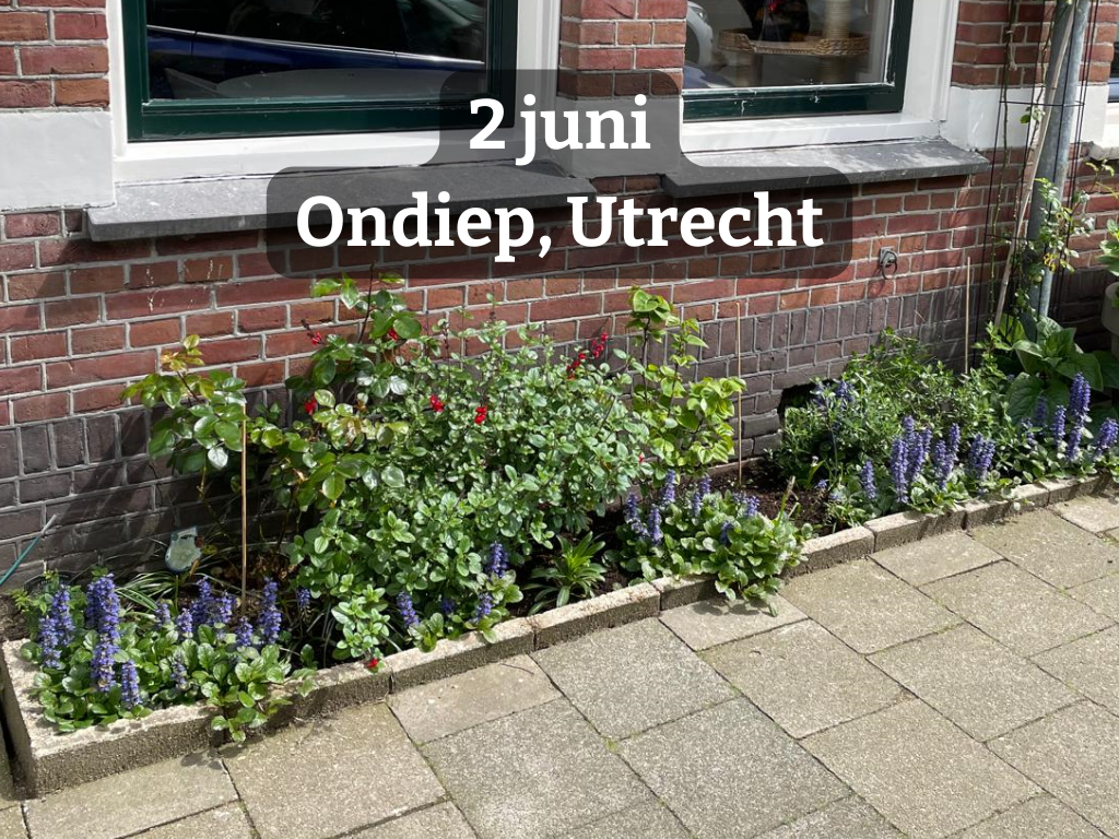 Geveltuinworkshop | voor inwoners Ondiep & Zuilen Utrecht