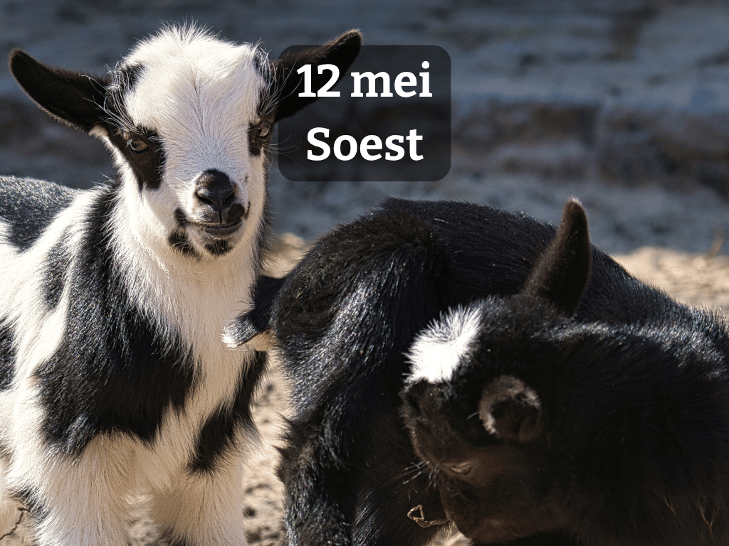 Hoe smeden we een ijzersterke samenwerking voor buurtwarmte? | Voor energie-initiatieven samen met gemeenteambtenaar