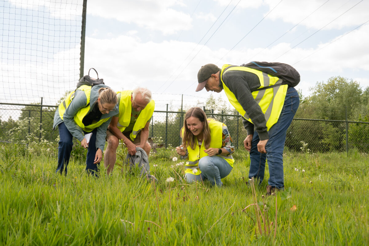 Utrechtse inwoners worden Bermscouts in strijd tegen bijensterfte