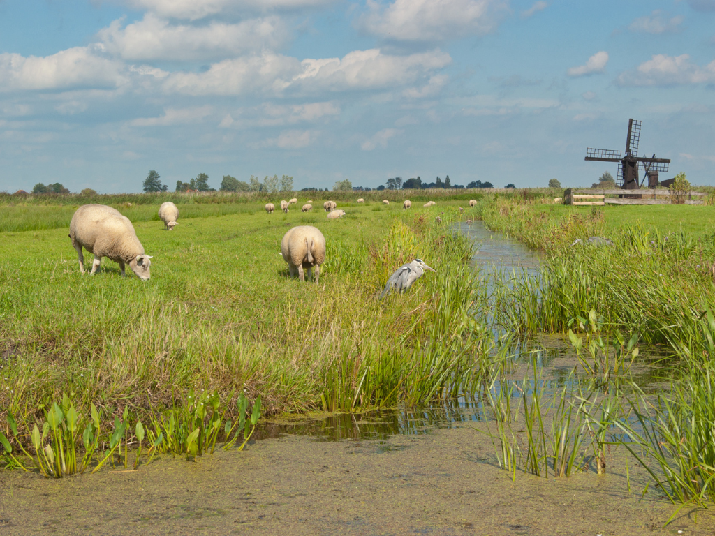 Kabinet zet belangrijke stap: nu doorpakken voor natuurherstel